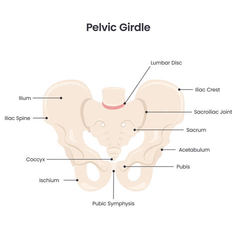 Premium Vector Pelvic Girdle Scientific Vector Illustration Diagram