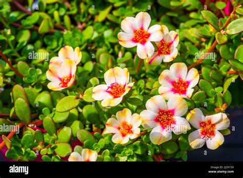 Beautiful Blooming Purslane Flowers Portulaca A Popular Tropical Plant