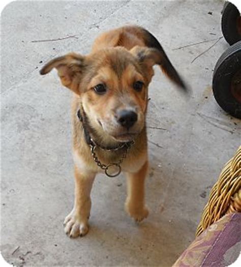 Angie | Adopted Puppy | Ormond Beach, FL | Husky/Rhodesian Ridgeback Mix