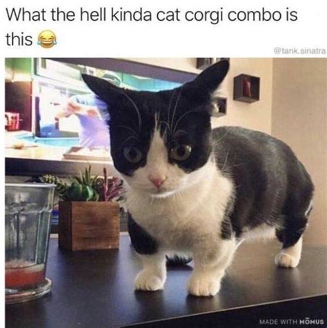 Why Are Animals So Damn Funny 53 Pics