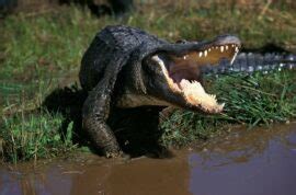 Unbelievable Facts About Alligator Teeth - American Oceans