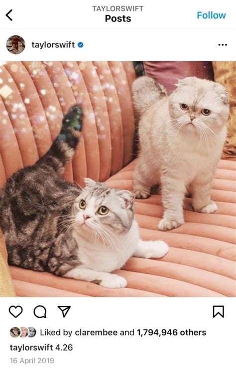 Everything You Need To Know About Taylor Swifts Cat Benjamin Button