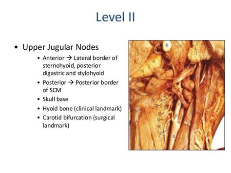 NECK DISSECTION- A COMPREHENSIVE STUDY