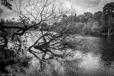 Tree In The Lake Buchan Country Park Crawley West Sussex Flickr