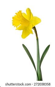 Daffodil White Background Royalty-Free Images, Stock Photos & Pictures ...