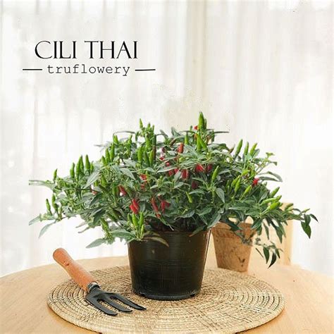 Chili Plant Hot Pokok Cili Api Live Plant Vegetable Sayur Cili Padi Truflowery Shopee