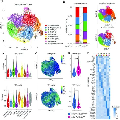 T Bet Deficiency Affects Th Plasticity To Th Like Ex Th Cells In