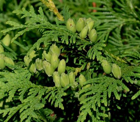 Photo Of The Leaves Of Eastern Arborvitae Thuja Occidentalis Posted