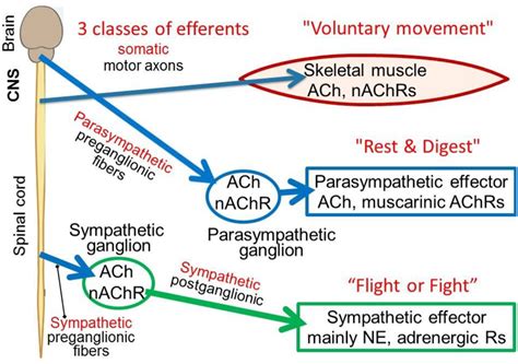 Autonomic Nervous System Physiology