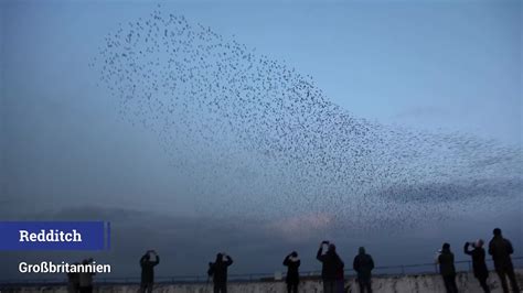 Darum fliegen Vögel in Formationen Videos from The Weather Channel