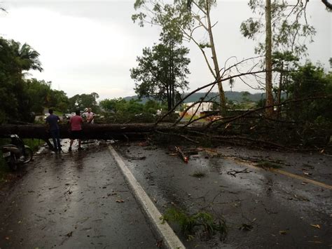 VÍdeo Queda De árvore Durante Temporal Interdita Trânsito Na Br 470 Em