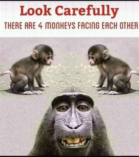 Funny Monkeys