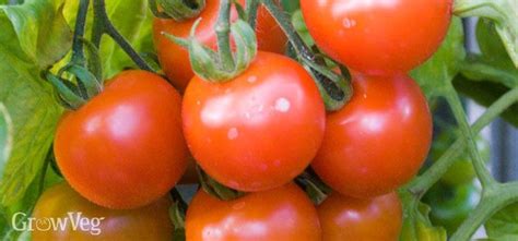 Blight Resistant Tomato Varieties Worth Growing Tips For Growing Tomatoes Growing Tomatoes