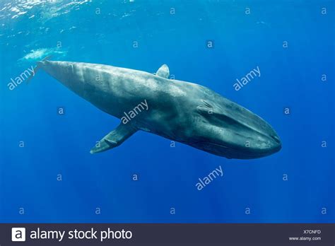 Ballena Azul Balaenoptera Musculus Fotos E Imágenes De Stock Alamy