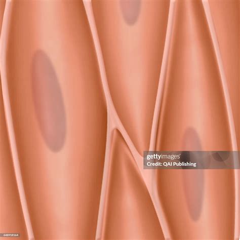 Smooth Muscle Fiber Small Fusiform Muscle Cell Having A Single News Photo Getty Images