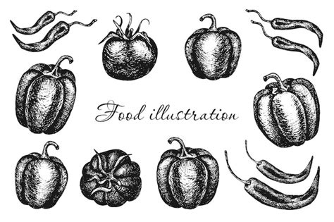 Premium Vector Set Of Vector Hand Drawn Vegetables Tomatoes Sweet And Hot Peppers Food