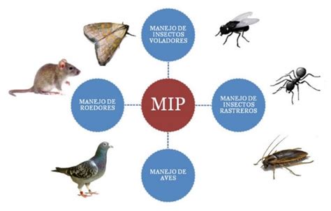 El Manejo Integrado De Plagas Mip Revista Infoagro México