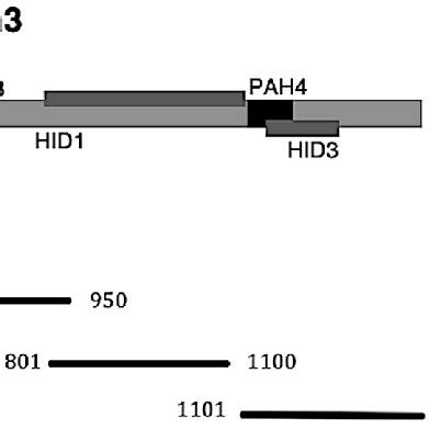 Mapping Of Sin3 Domains Interacting With Cti6 GST Cti6 Fusion Plasmid