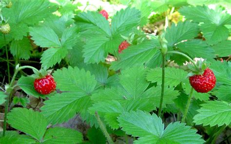 Walderdbeere Saatgut Strawberry Fruit Garden Plants Growth