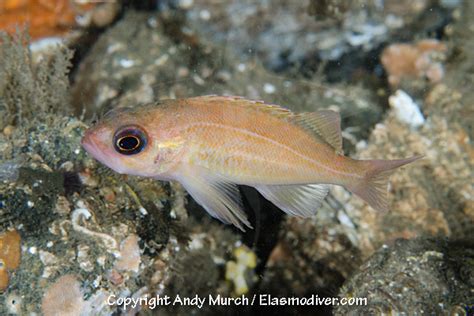 Puget Sound Rockfish Pictures Images Of Sebastes Emphaeus