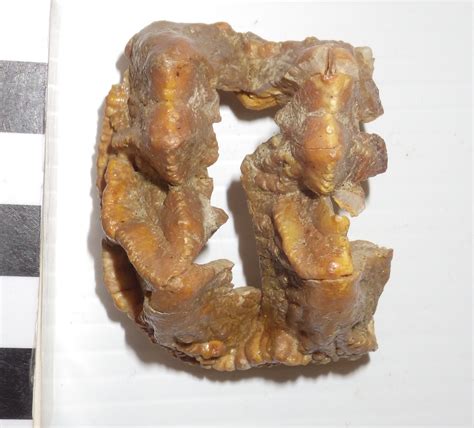 Fossil Friday - baby mastodon teeth — Western Science Center