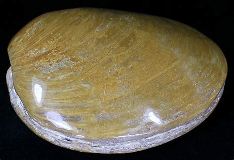 3" Wide Polished Fossil Clam - Jurassic (#21755) For Sale - FossilEra.com