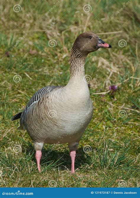 Pink-footed Goose Anser Brachyrhynchus Stock Image - Image of footed, nature: 121973187