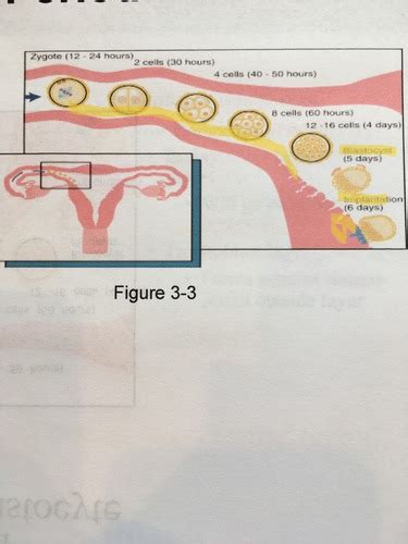 Embryology Flashcards Quizlet