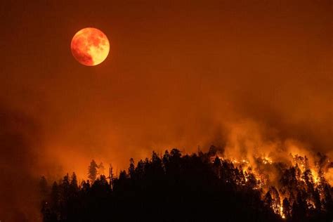 Las Especies Foráneas Avivan Los Incendios Forestales En Bogotá