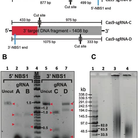 Nuclease Activity Of Different Cas9 SgRNA Complexes A Cleavage