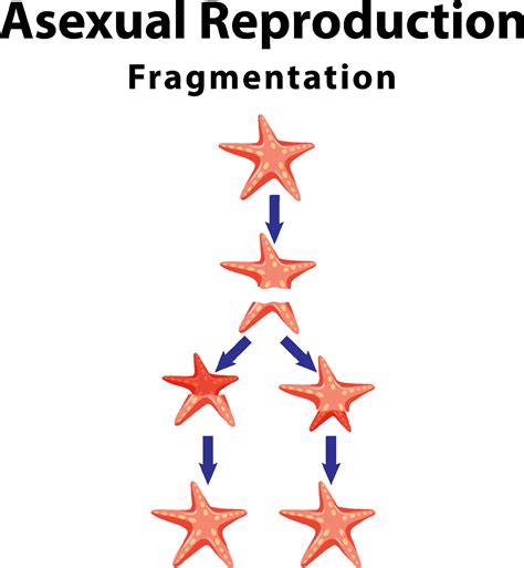 Fragmentaci N De La Reproducci N Asexual Con Estrellas De Mar