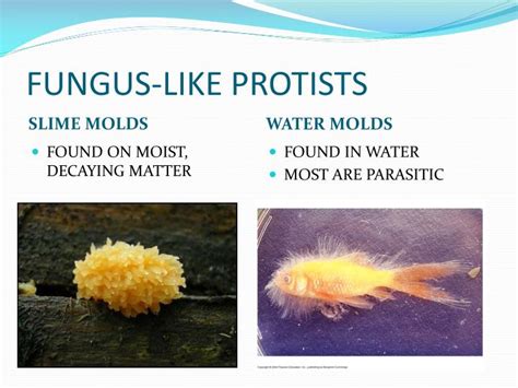 Ppt Protists Powerpoint Presentation Id2346147