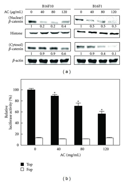 Ac Inhibited β Catenin Nuclear Translocation And Transcriptional Download Scientific Diagram