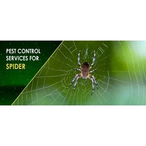 Spider Control Service At Best Price In Thane Id 22658953162