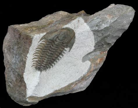 Early Cambrian Psedosaukianda Trilobite Morocco For