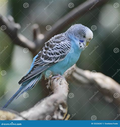 Blue Budgerigar On White Background. Blue Budgie Close Up Shot ...