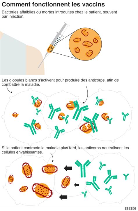 Cest Quoi Les Vaccins Comment Fonctionnent Ils Et Pourquoi Les