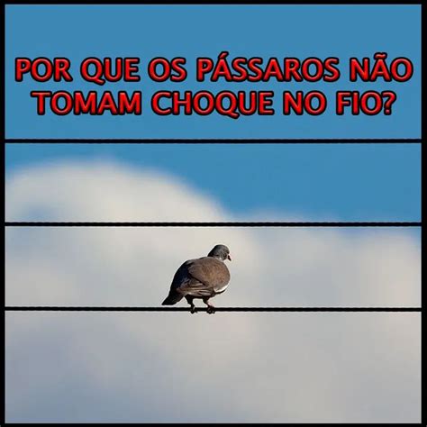 POR QUE OS PÁSSAROS NÃO TOMAM CHOQUE QUANDO POUSAM EM FIOS DE ALTA TENSÃO