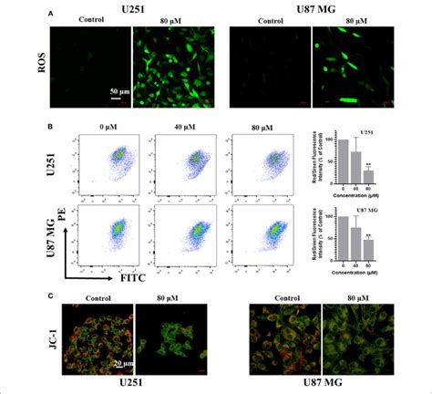 Kaempferol Inhibited Il 6 Secretion Induced Ros Generation And Download Scientific Diagram