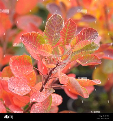 Cotinus Coggygria Young Lady Hi Res Stock Photography And Images Alamy