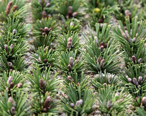 Trudwarf® Mugo Pine Collection Iseli Nursery