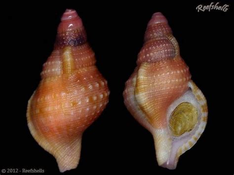 Two Sea Shells Are Shown Side By Side