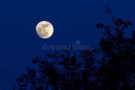 Full Moon Over Forest Royalty Free Stock Photo - Image: 24243095