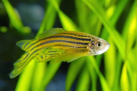 Danio Fish Info Care Guide Types And Lifespan With Pictures Hepper