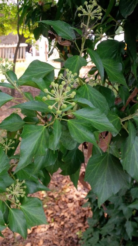 English Ivy Adult Leaf Form Walter Reeves The Georgia Gardener