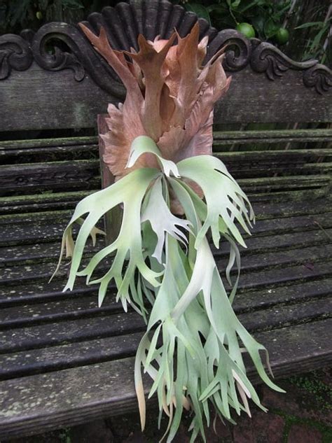 Platycerium Willinckii Silver Aroid Nursery