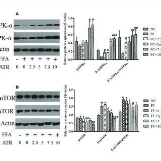 Effect Of Atr On Tg Level In Ffa Treated Hepg Cells A Changes In