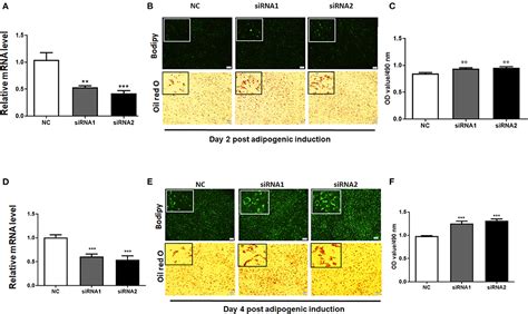 Frontiers Lkb Regulates Goat Intramuscular Adipogenesis Through