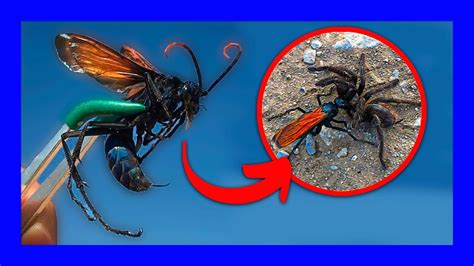 Top 10 Most Painful Insect Bites In The World Youtube