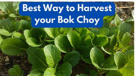 Bok Choy The Best Way To Harvest Youtube